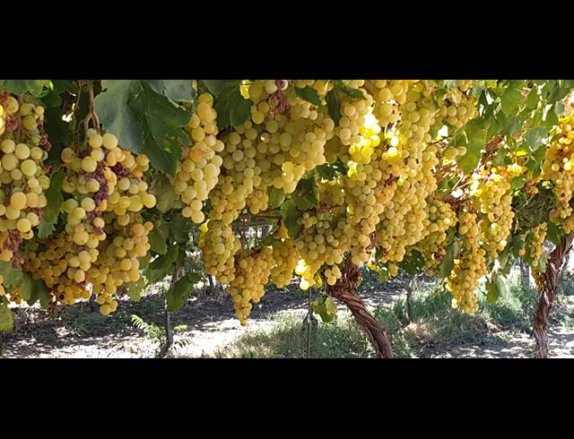 24HA FARM FOR SALE IN VIOOLSDRIF RURAL